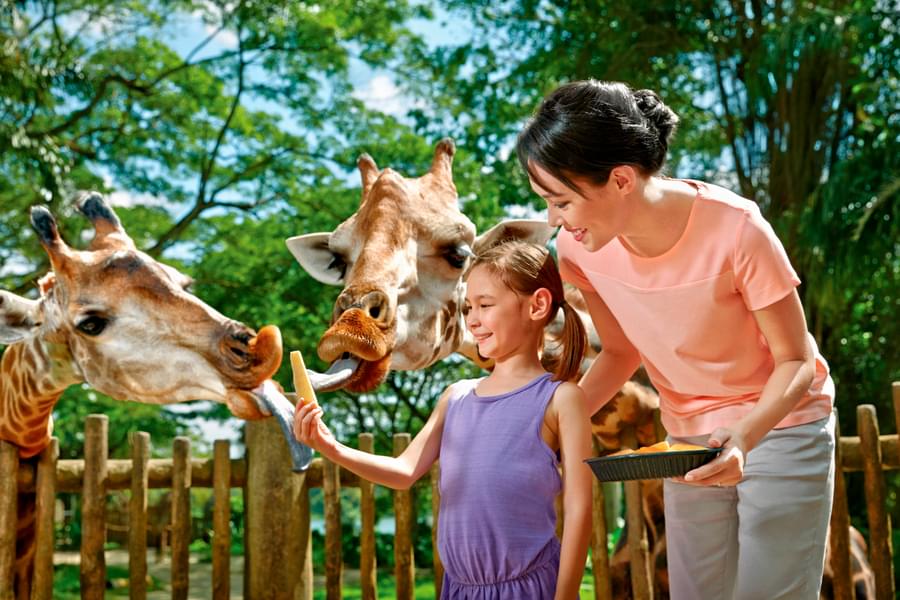 See your kids interact with the animals