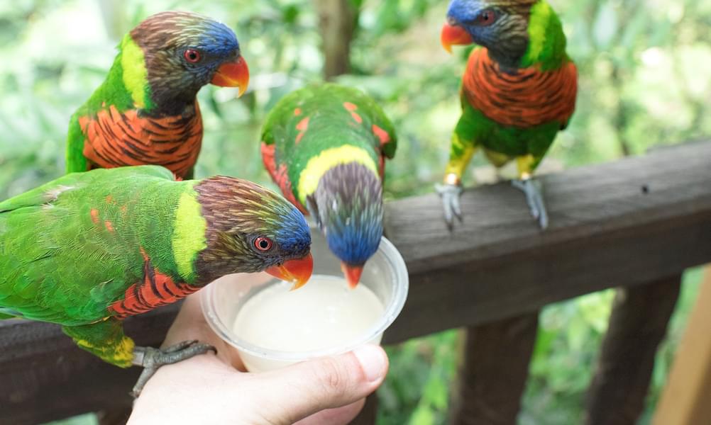 Admire the beauty of colourful parrots inside the Parrat Zone