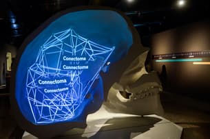 5zewvxdbwzovjoc79p5uya3xyfl3 expo talking brains craneo