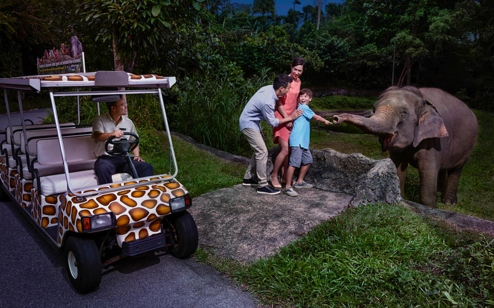 Meet the many nocturnal animals at the Night Safari