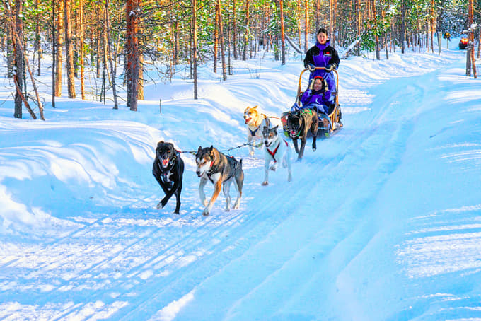 Husky Sleigh Ride In Rovaniemi and Farm Visit