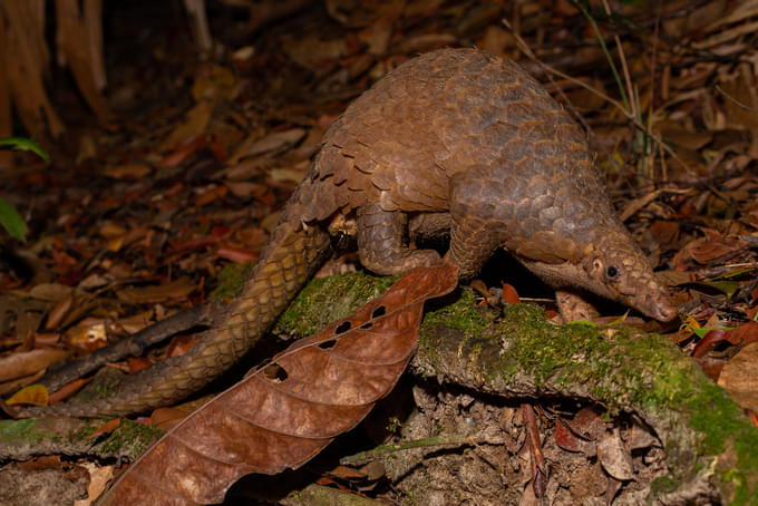 The Sunda Pangolins