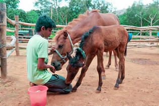 60vvpc2warb0hz7r27gsahzdgq52 1570691538 pranisanctuary