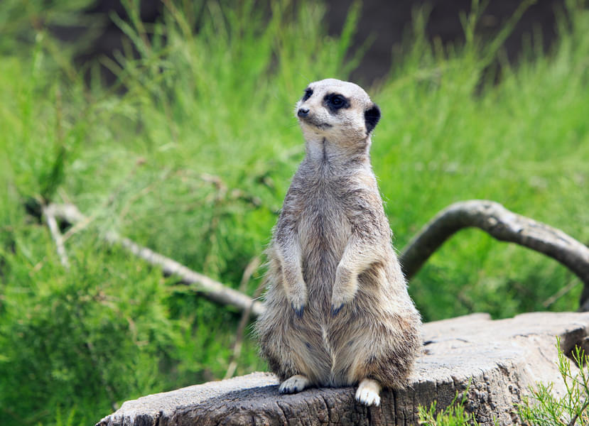 Get astonished by the antics of playful Meerkat in the zoo