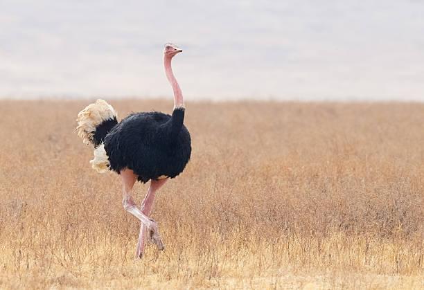 Ostrich
