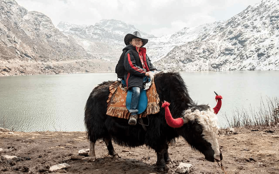 Getaway to Gangtok Darjeeling | FREE Yak Ride Image