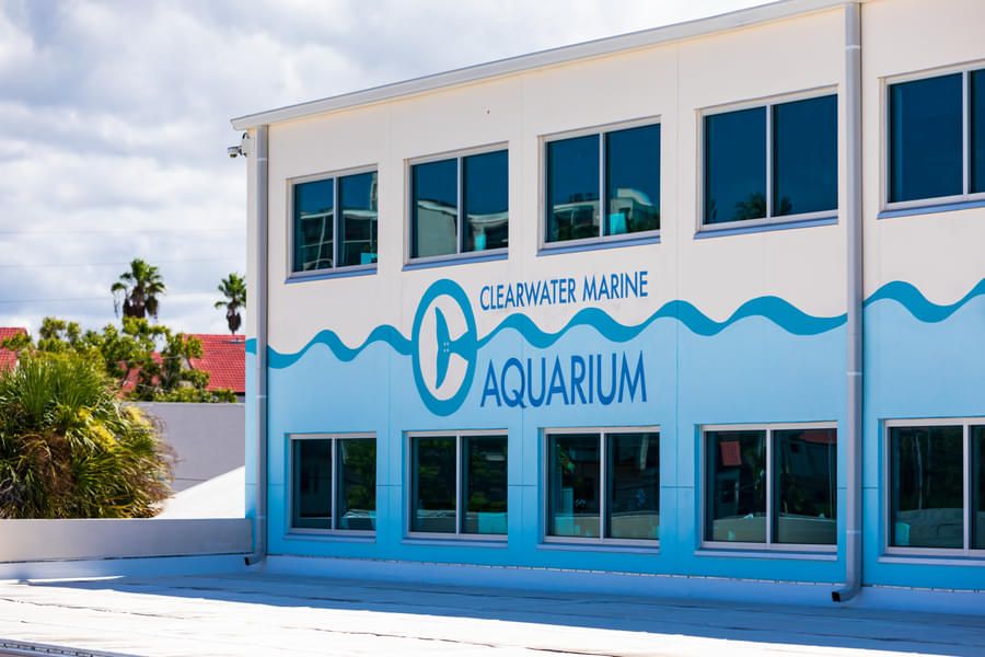 Visit the Clearwater Marine Aquarium, the famous rescue center of marine wildlife