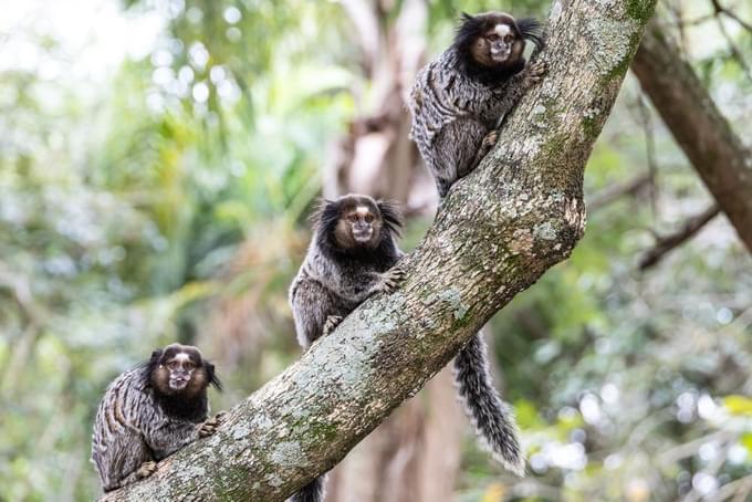 Marmoset Monkeys