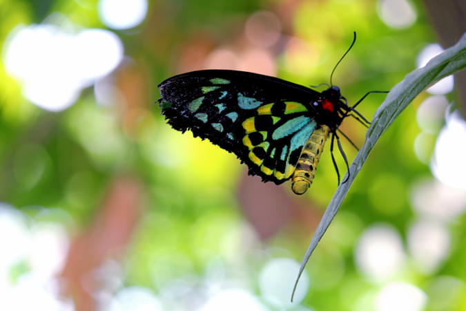 Banteay Srei Butterfly Centre, Siem Reap