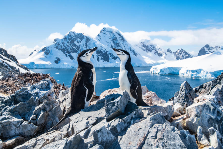 Antarctica Honeymoon Tour package from India Image