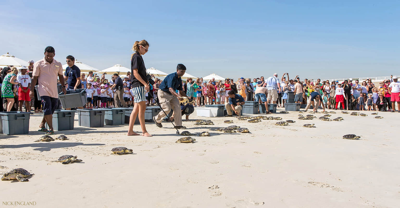 Sea Turtle Rehabilitation Centre, <em>Dubai</em>