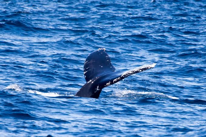 Whale in Big Sur California