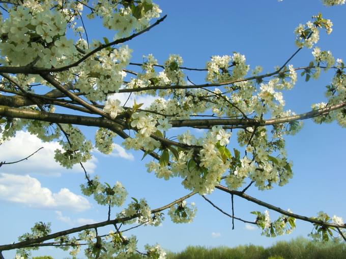 Cherry Blossoms