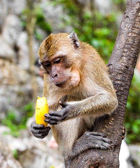 Monkey Feeding at Emirates Park Zoo