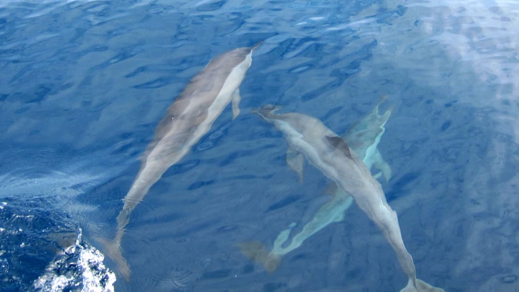 08 Days Ultimate Sri Lanka Tour Package Image