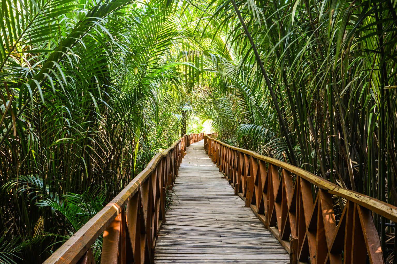 Mangrove Walkway Dhanih Nallah