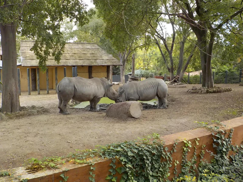Take a look at the playful rhinos in their near-natural habitat
