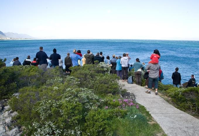 Hermanus Whale Watching