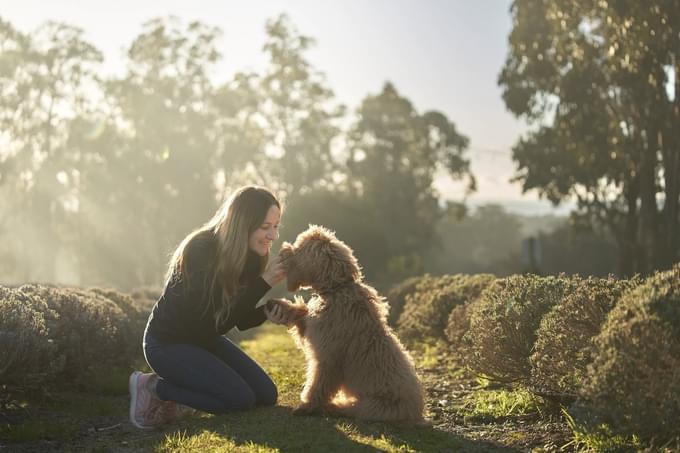 Yarra Valley Wildlife