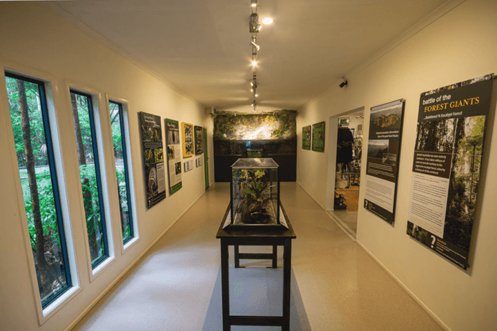 Rainforest Eco Gallery