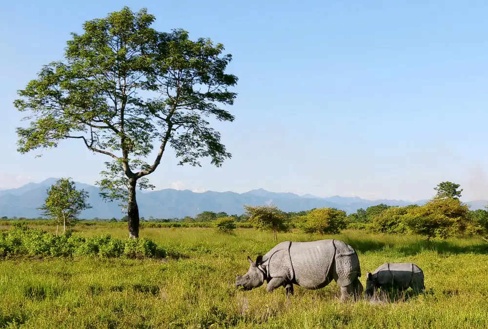 Jeep Safari In Manas National Park