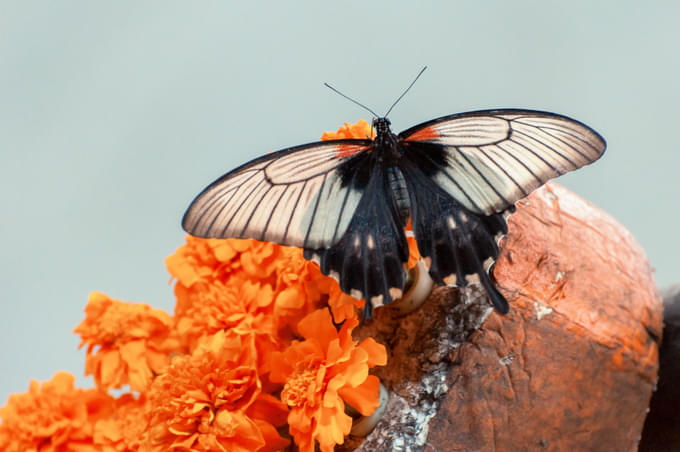 Dubai Butterfly Garden