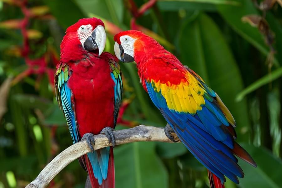 Parrots at Bali Bird Park