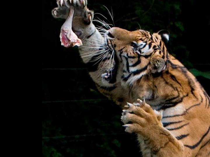 tiger feeding.jpg