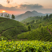 coorg-ooty-munnar-tour-packages