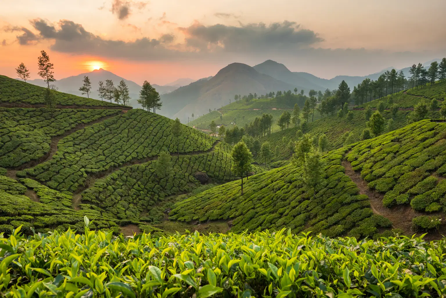 Incredible South India | Escape to Hills and Meadows