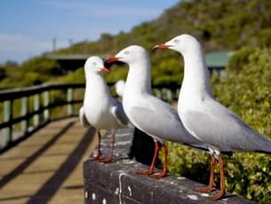 Penguin Island Tour at Perth in Australia