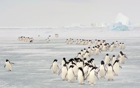 Antarctica Tour Packages | Upto 50% Off March Mega SALE