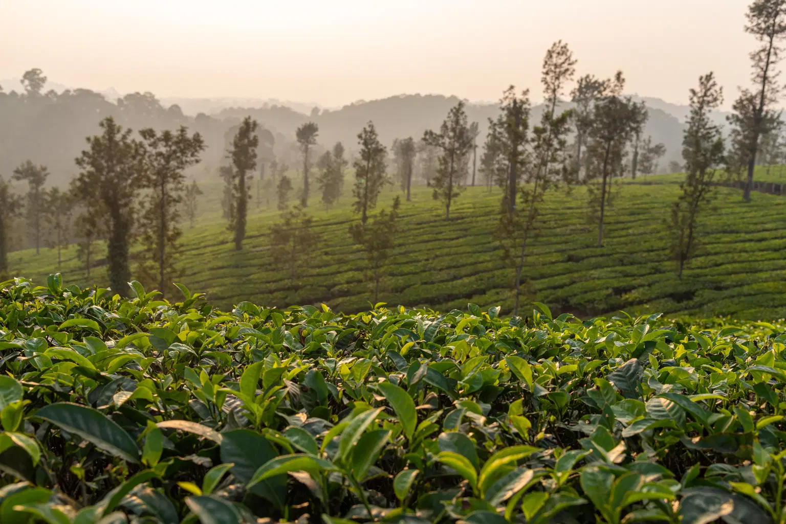 Coorg