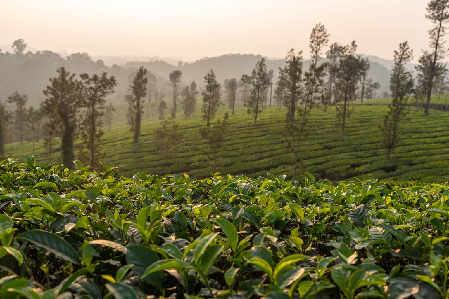 Coorg