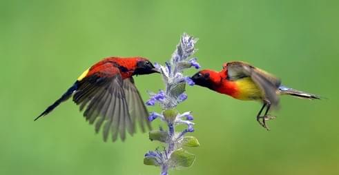 Spot Rare Himalayan Birds