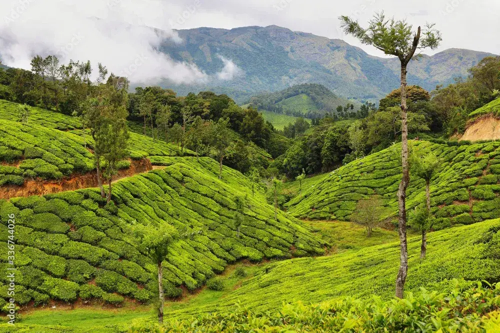 Tea Plantations in Yellapatty