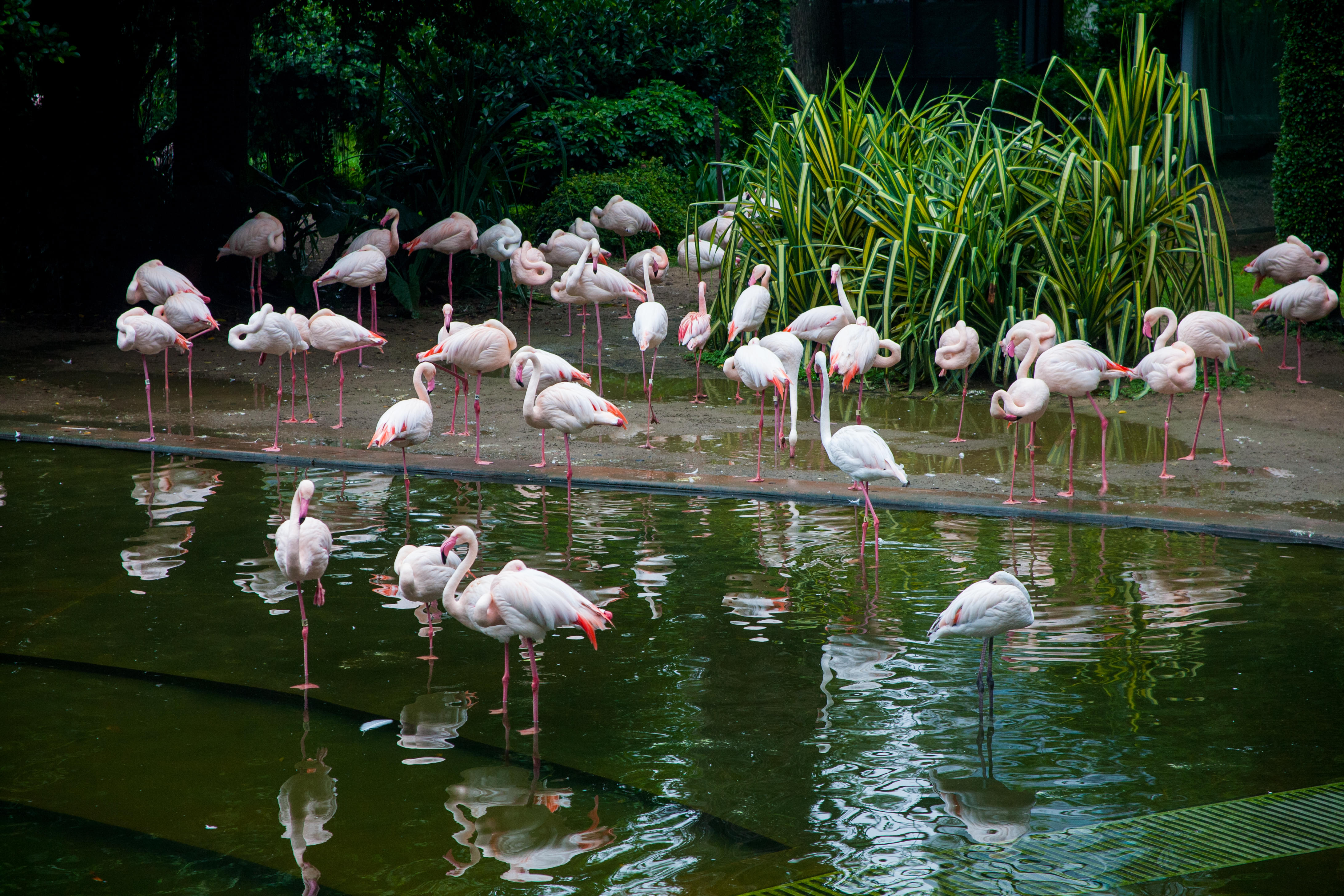 singapore bird paradise