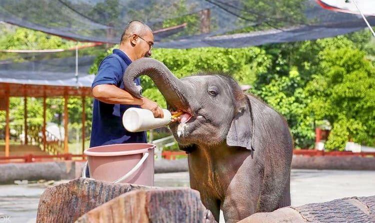Kuala Gandah Elephant Sanctuary.jpg