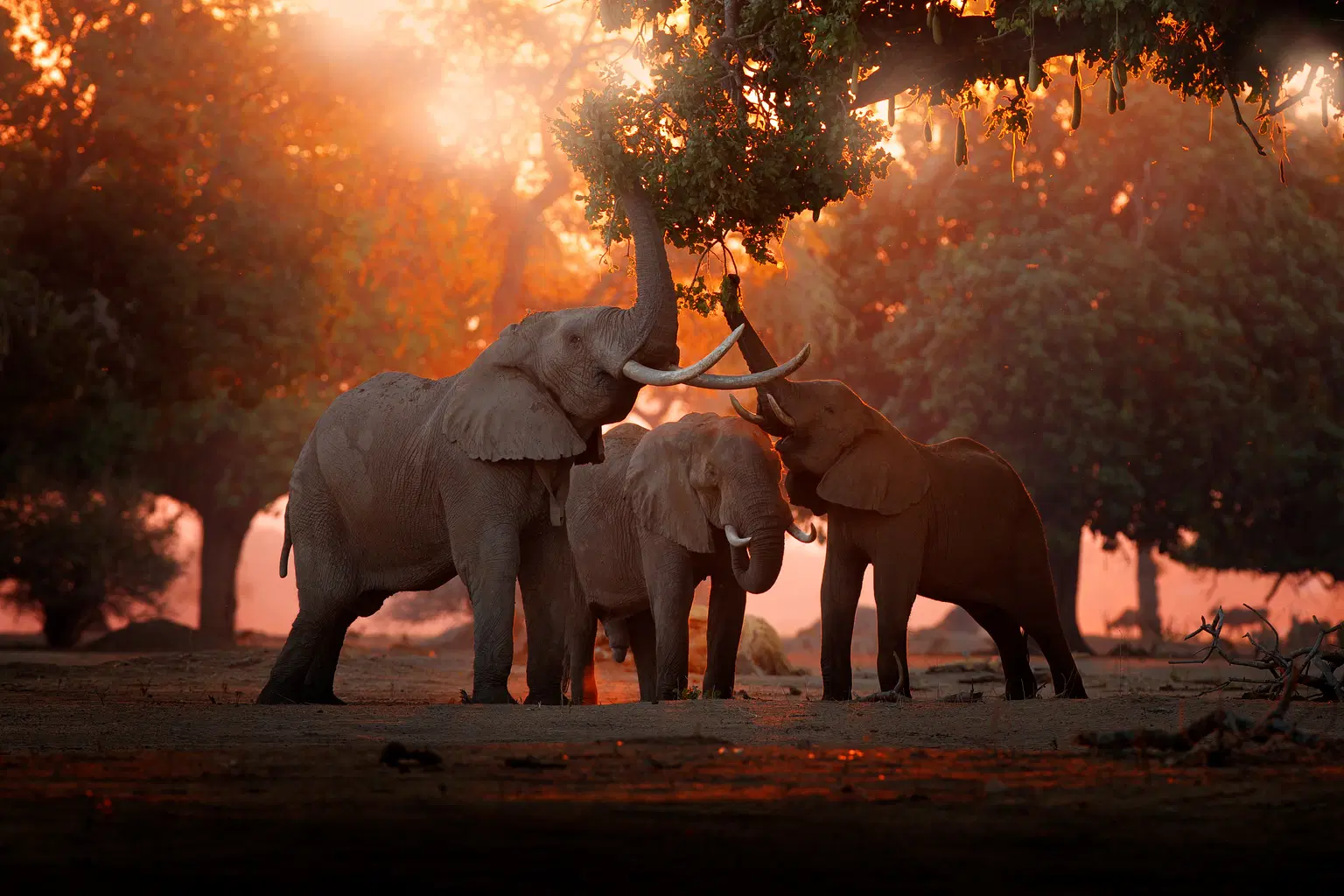 <em>Zimbabwe</em> Tour Packages From Pune 