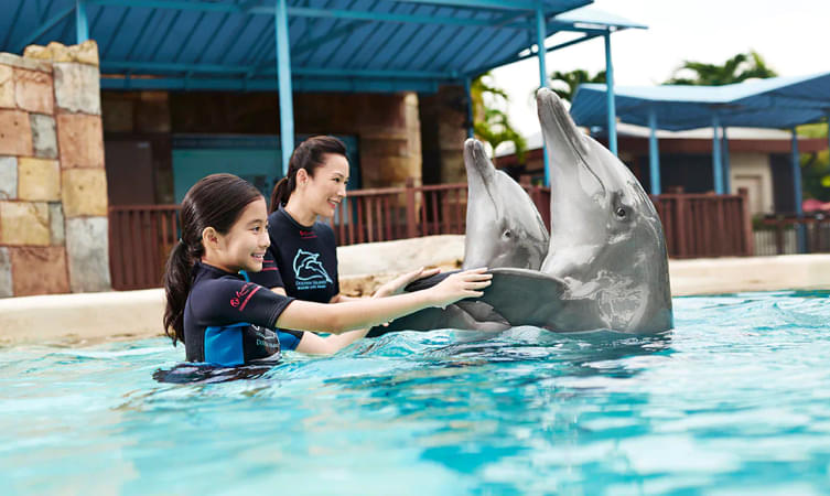 Engage with the intelligent dolphins as you interact with them