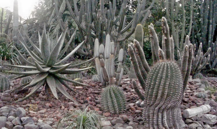 Cactus Garden, Sailana