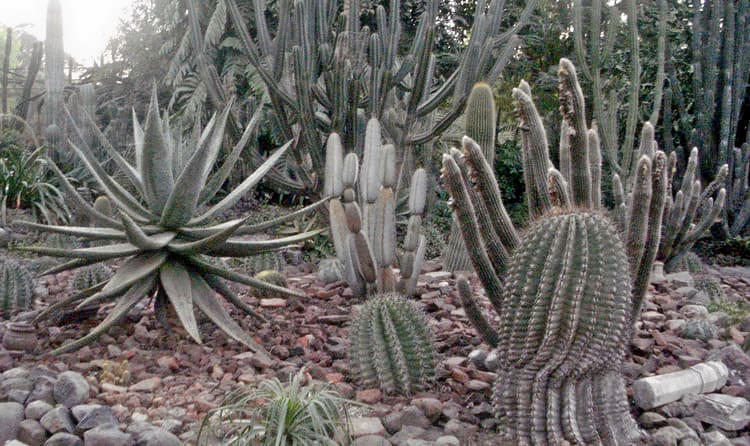 Cactus Garden, Sailana Overview
