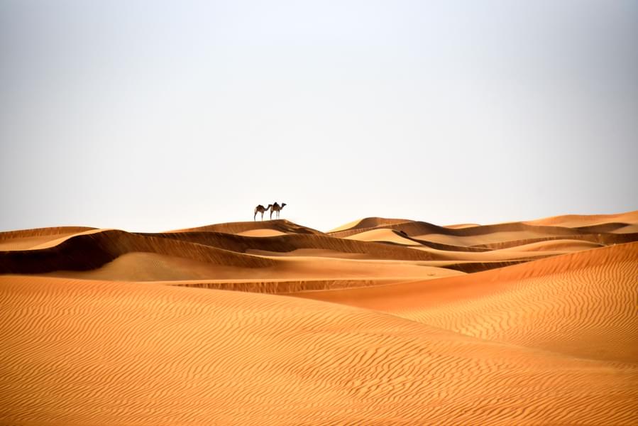 camel desert safari dubai