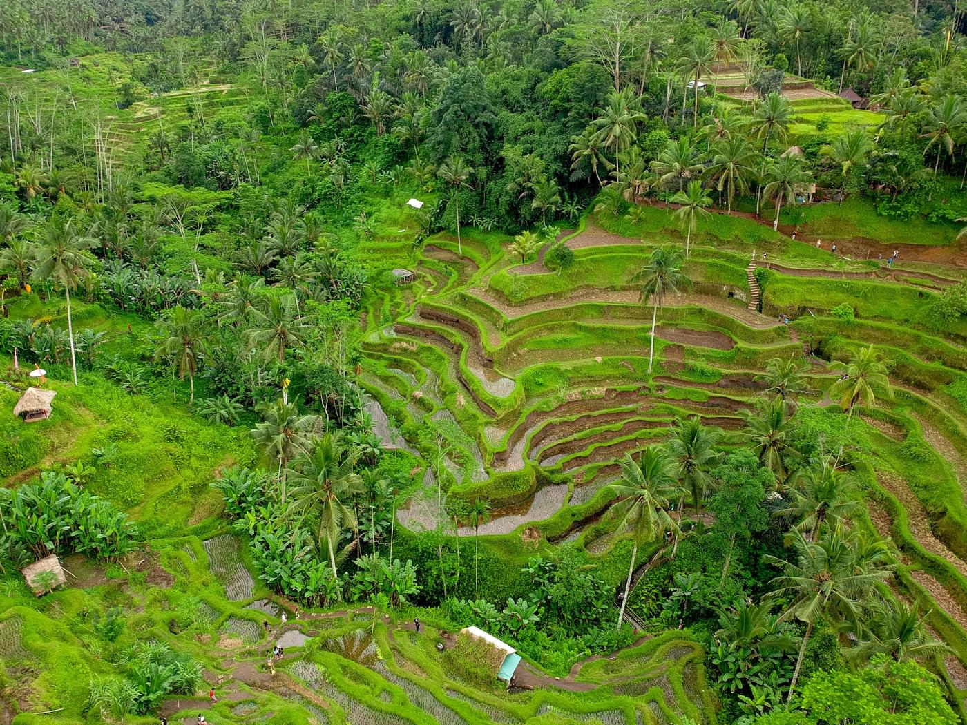 Tegalalang Rice field - idbali.com