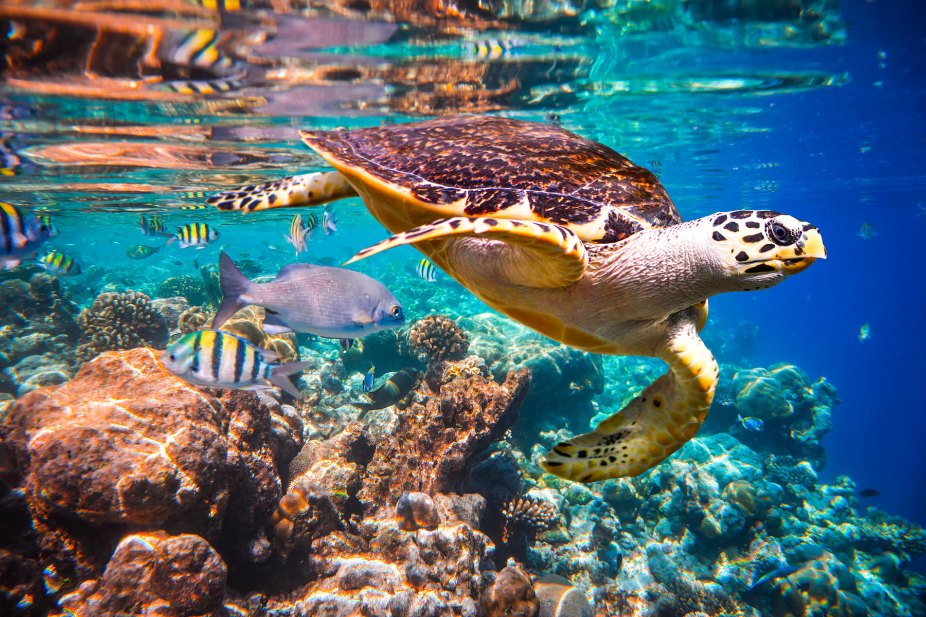 Enjoy watching more than 100,000 marine animals at SEA Aquarium Singapore