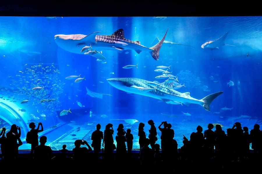 See whale sharks as they swim and glide through the water in kuoshio tank