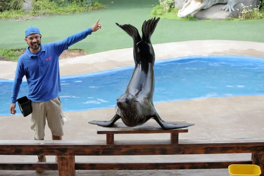 Enjoy the Sea Lion Show