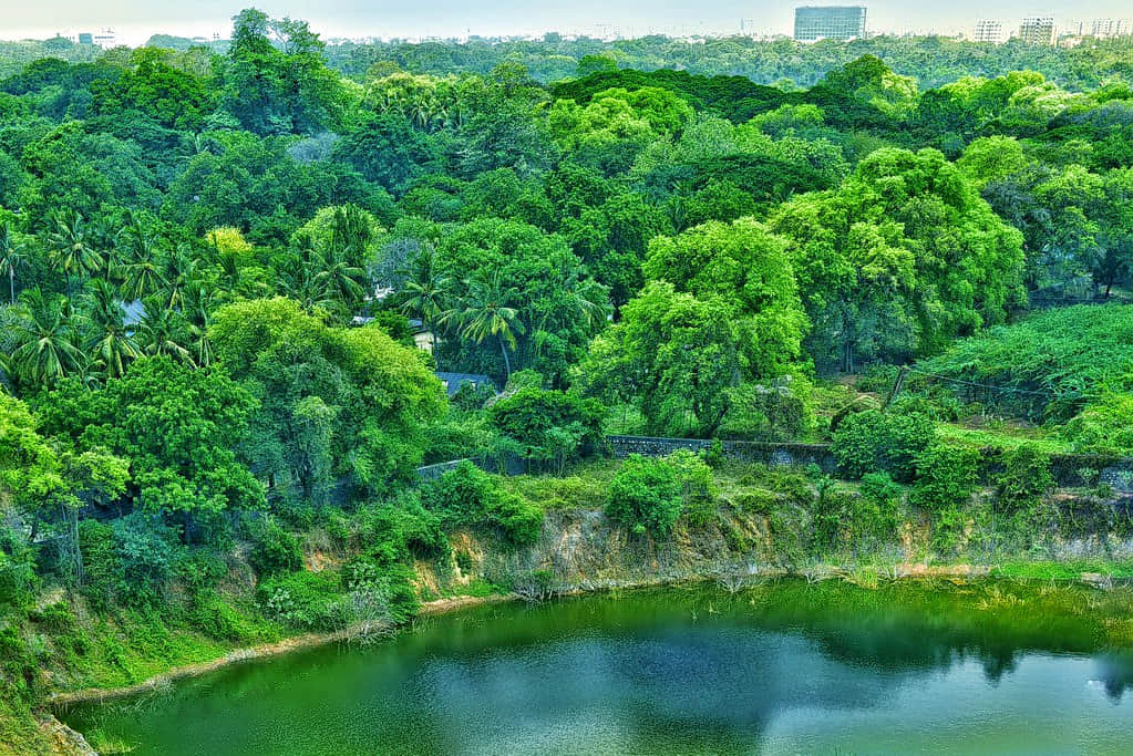 Guindy National Park, <em>Chennai</em>