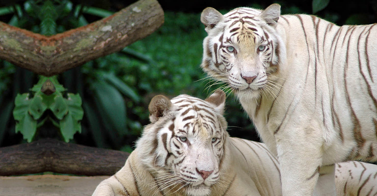 Mukundpur Zoo