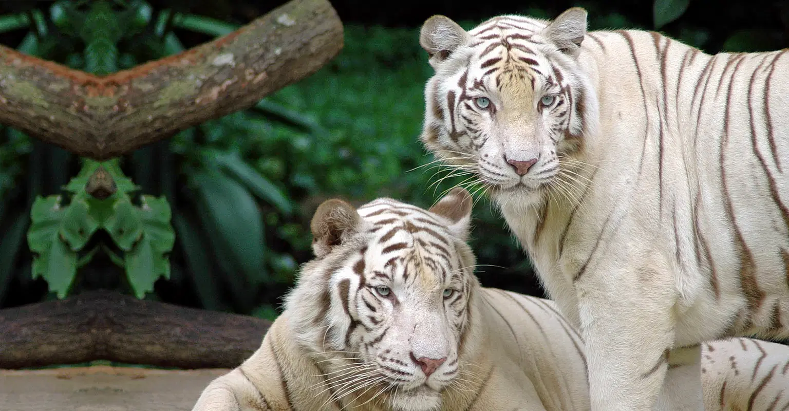 Mukundpur Zoo